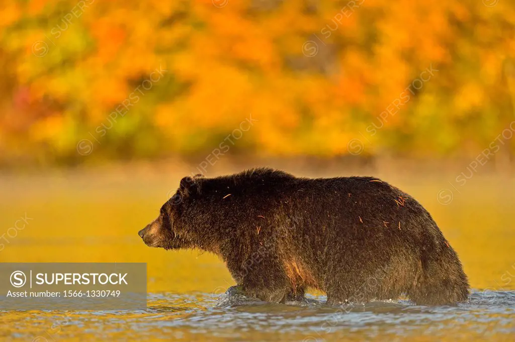 Grizzly bear (Ursus arctos)- Yearling (second-year) cub wading in a salmon river during the autumn spawning season, Chilcotin Wilderness, BC Interior,...