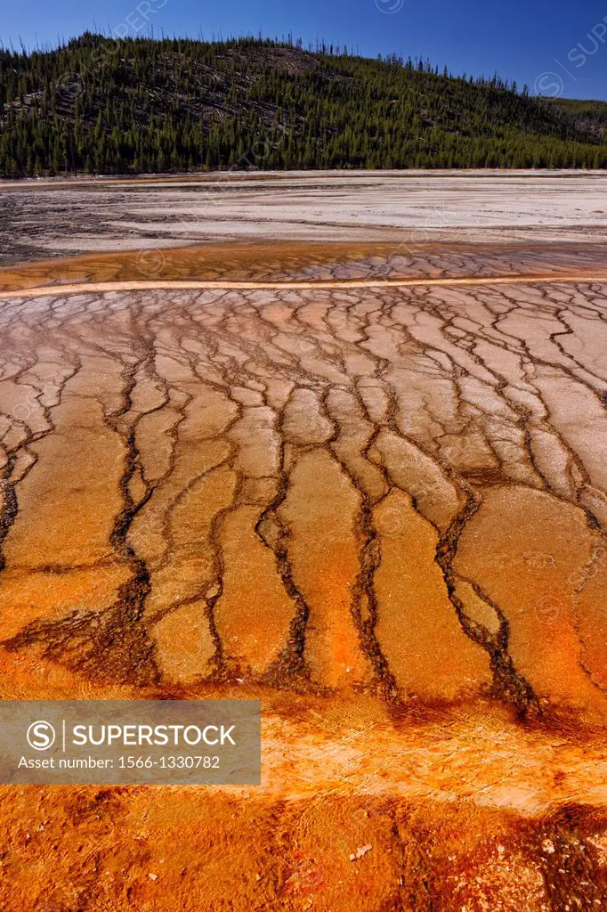 Thermophyllic algae colonies near Grand Prismatic Spring in the Midway Geyser Basin, Yellowstone NP, Wyoming, USA.