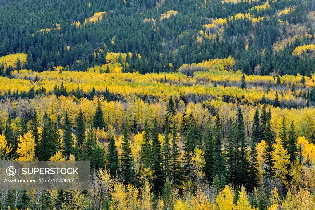 Aspen and pine woodlands in the Highwood River Valley, Kananaskis Country, Alberta, Canada.