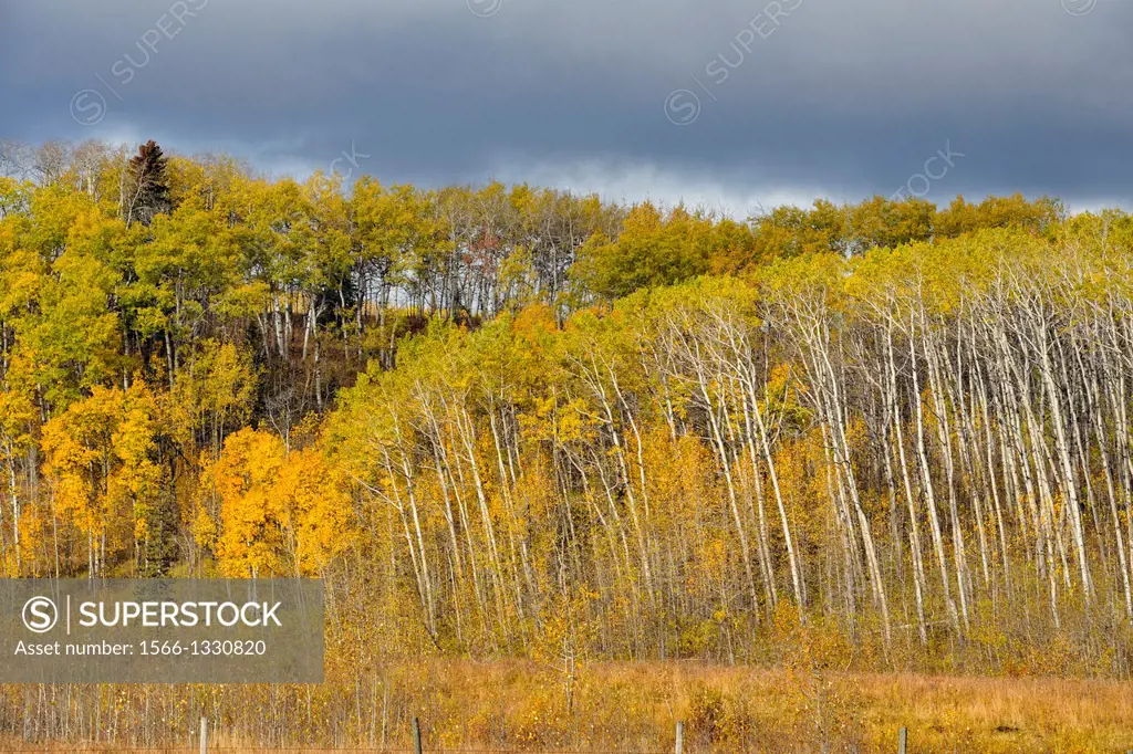 Autumn aspens, near Longview, Alberta, Canada.