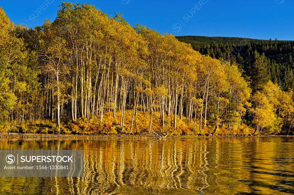 Aspen forests with autumn foliage along the Chilko River, Chilcotin wilderness, British Columbia, Canada.
