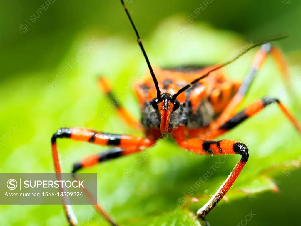 Assassin bug (Rhinocoris iracundus, fam. Reduviidae).