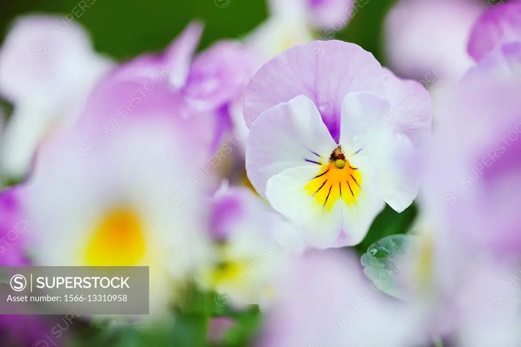 Viola cornuta F1 Deltini Rose Pink