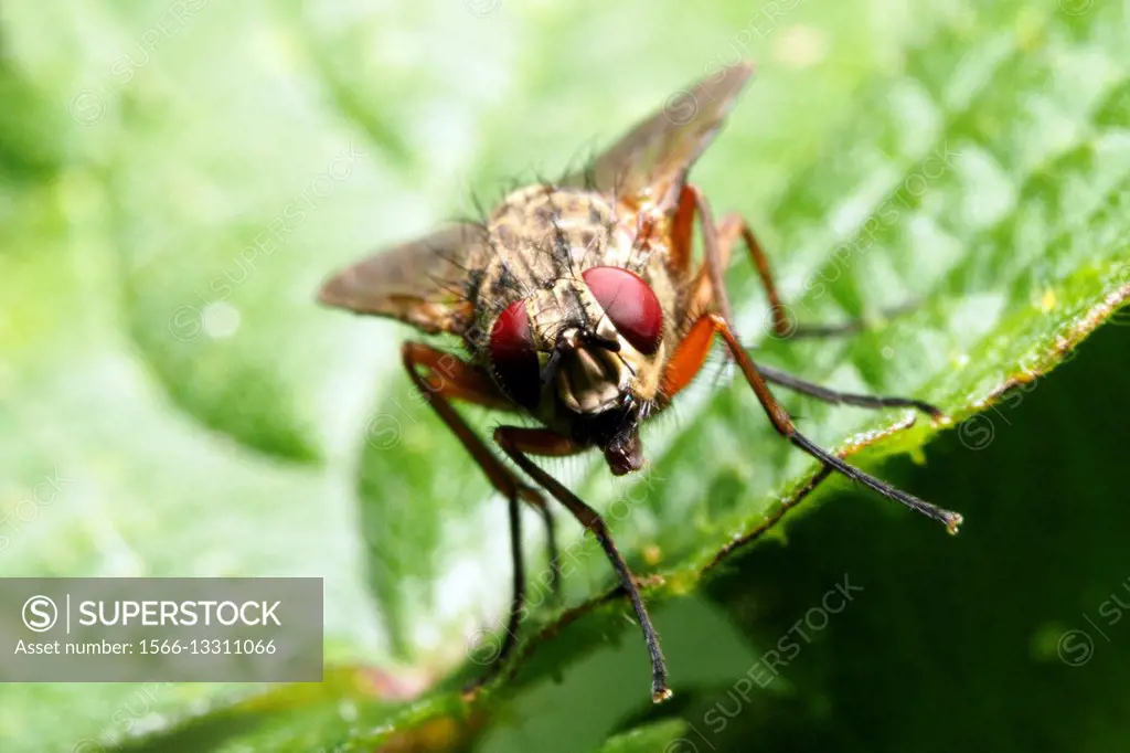 House fly (Musca domestica) - Italy.