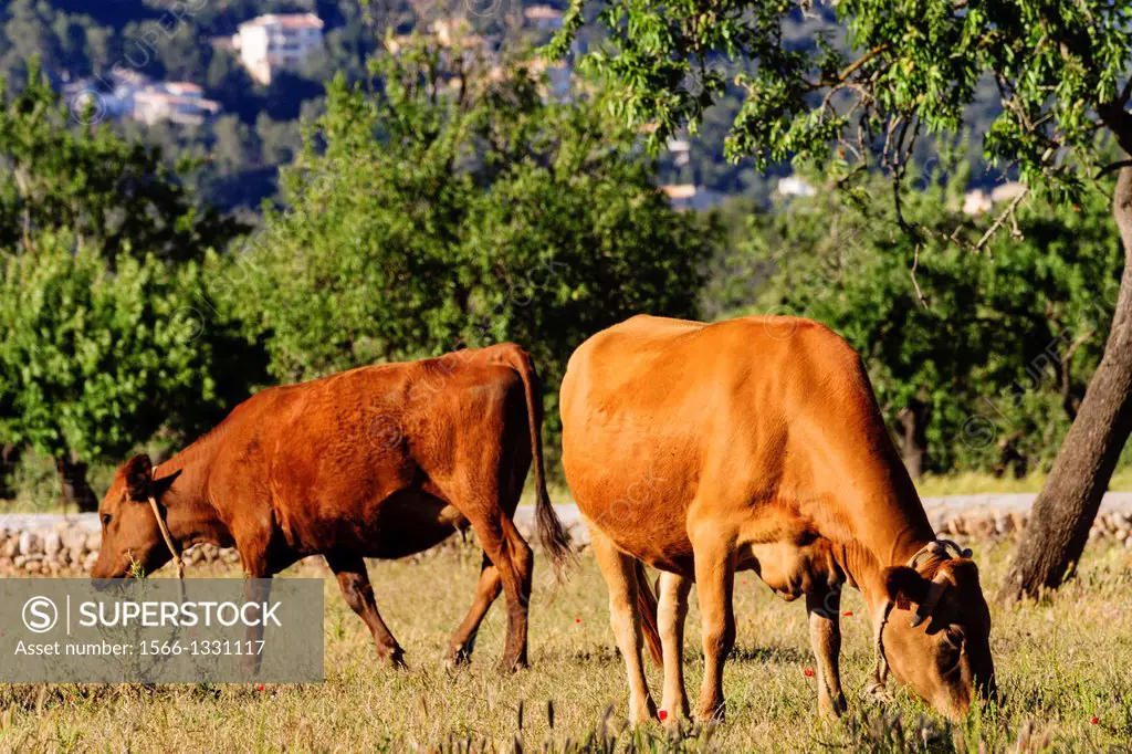 Majorcan variety cows, Are Ajaume Nou, Palma, Majorca, Balearic Islands, Spain
