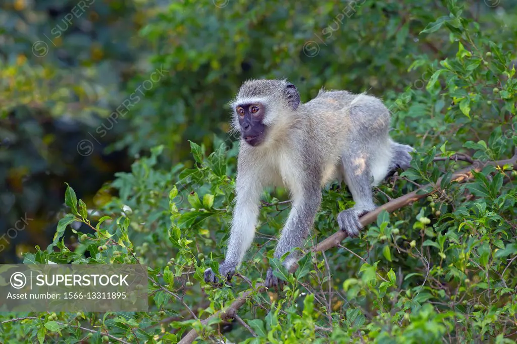 Vervet monkey (Chlorocebus pygerythrus), Natal, South Africa