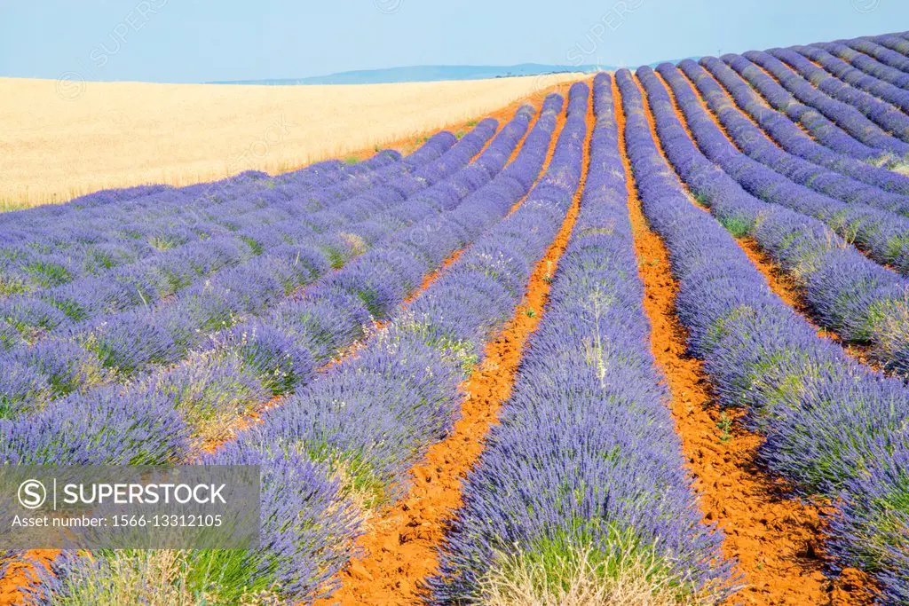 Lavender field. La Alcarria, Guadalajara province, Castilla La Mancha, Spain.