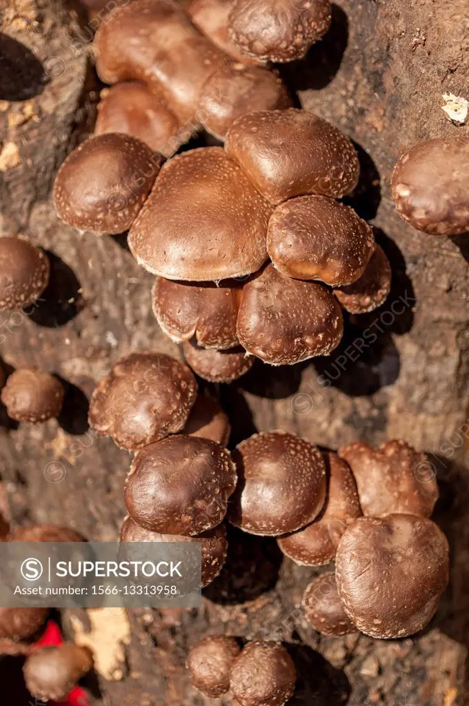 Close up of cultivated mushrooms growing on a log.