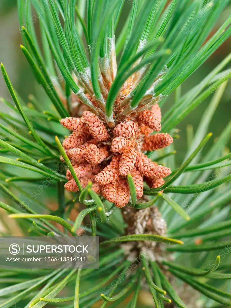 mountain pine, mugo pine Pinus uncinata, Pinus mugo ssp, Alps