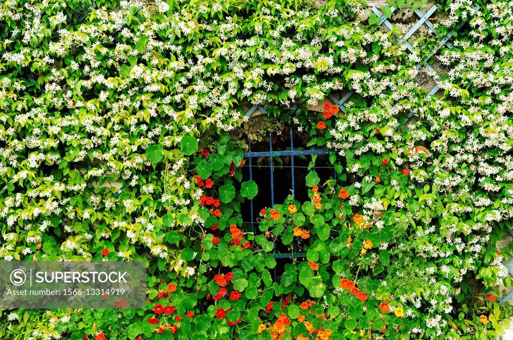 window with flowers, Saint-Emilion, Gironde Department, Aquitaine, France.