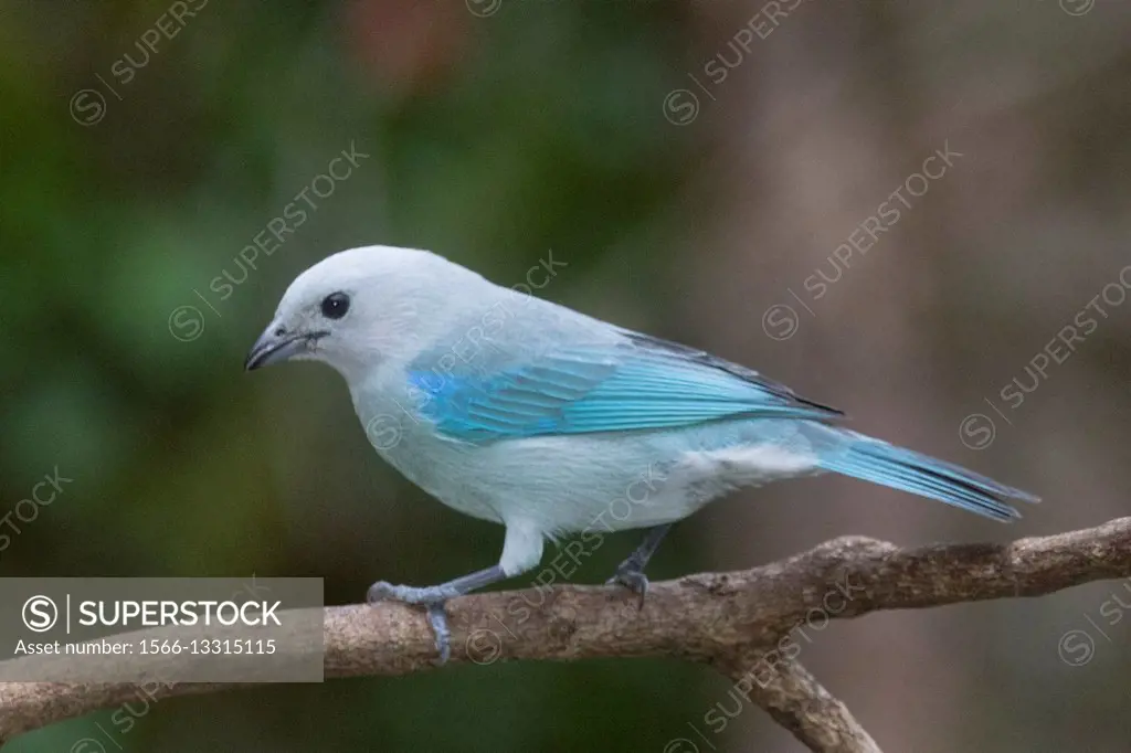 Blue-Gray Tanager (Thraupis episcopus) Costa Rica.