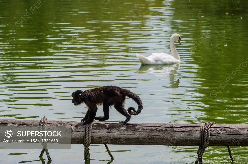 Monkey and swan, FAUNIA, MADRID, SPAIN.