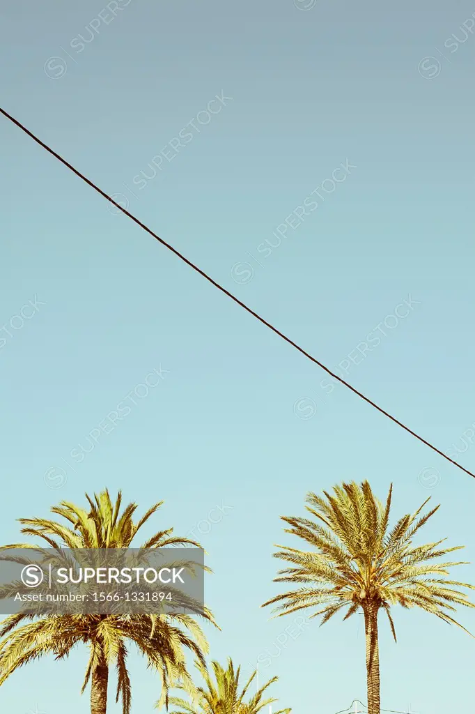 Palms in Cullera, Valencia, Spain.