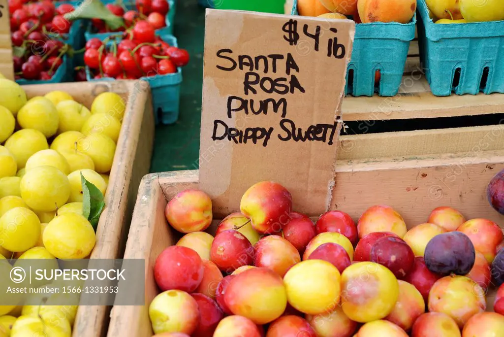 Santa Rosa Plums, Displayed in a Wooden Crate at an Ourdoor Farmer's Market.
