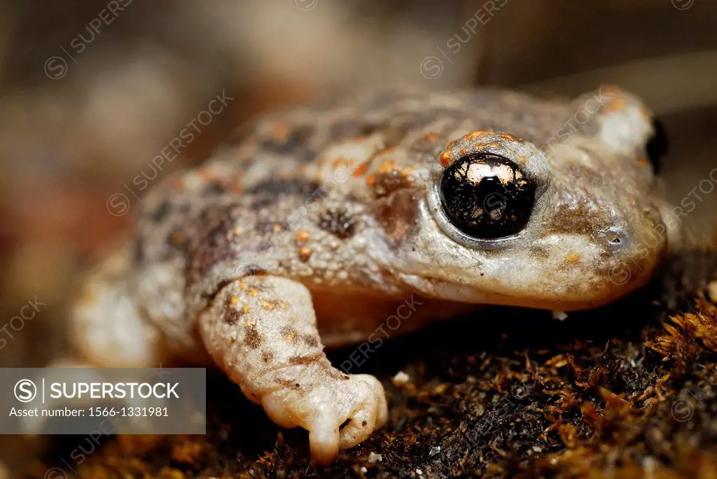 Iberian midwife toad (Alytes cisternasii) in Valdemanco, Madrid, Spain.