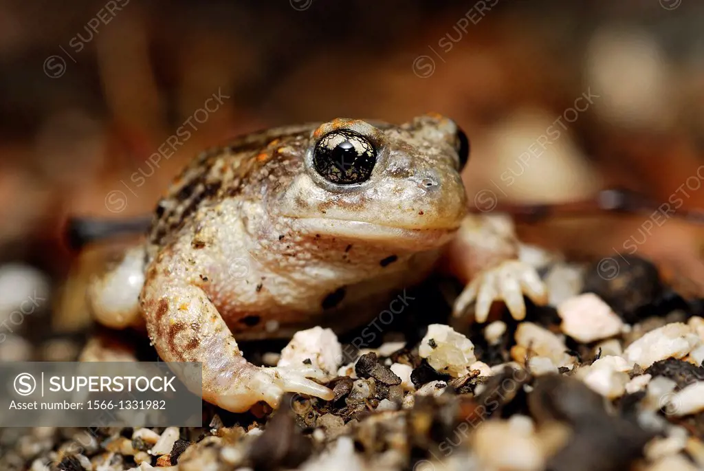 Iberian midwife toad (Alytes cisternasii) in Valdemanco, Madrid, Spain.