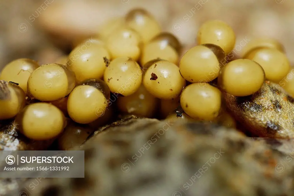 Detail of the eggs of Iberian midwife toad (Alytes cisternasii) in Valdemanco, Madrid, Spain.