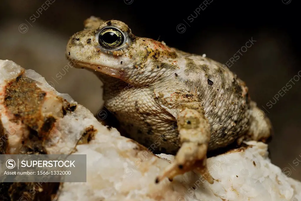 Natterjack toad (Bufo calamita) in Valdemanco, Madrid, Spain.