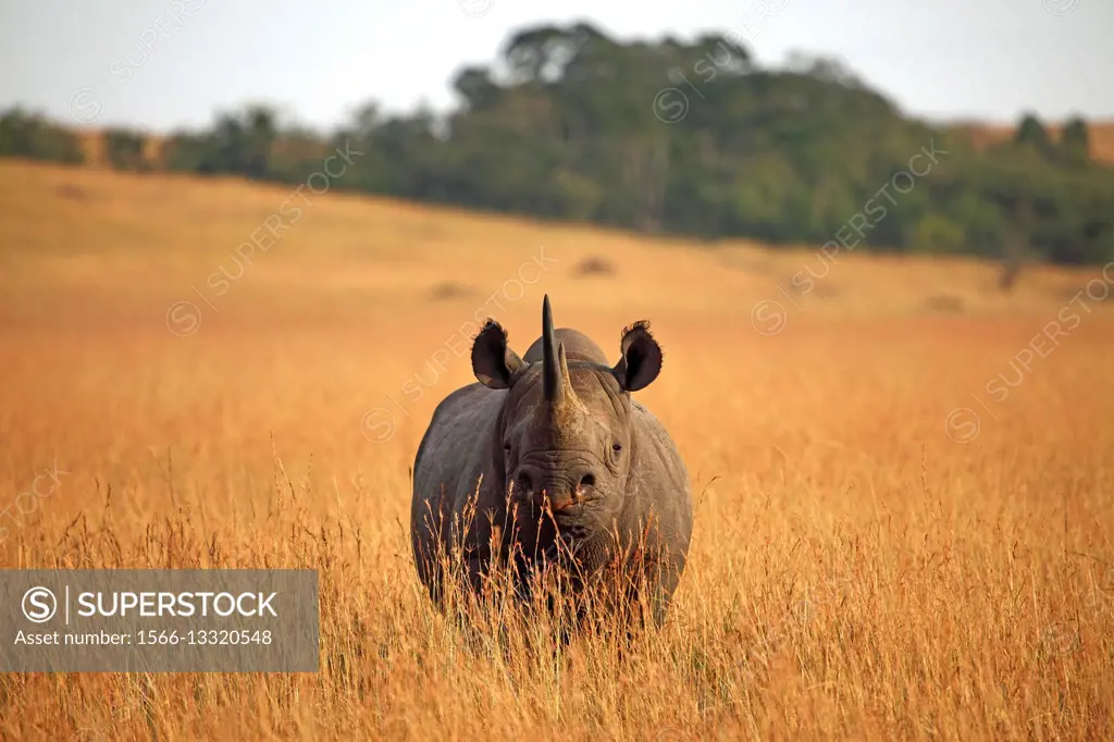 Kenya, Maasai Mara, Black rhino (diceros bicornis) in field