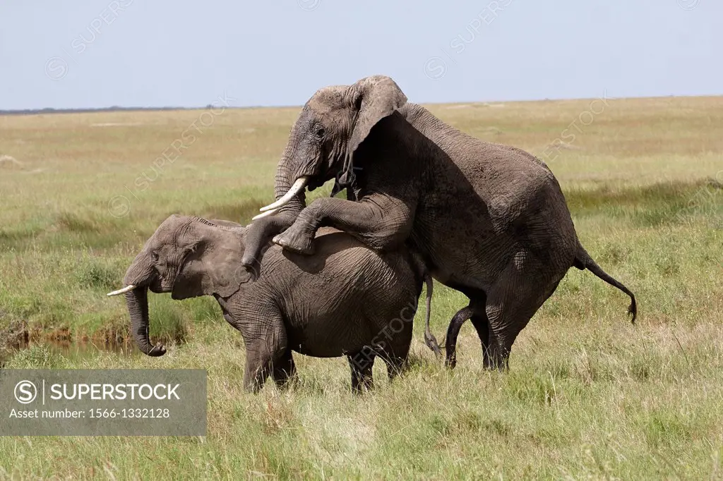 Elephants mating. African elephants Loxodonta africana.