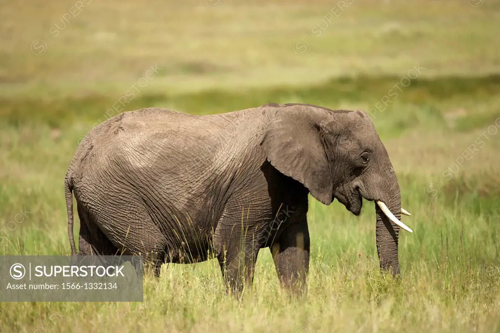 Elephant. African elephants Loxodonta africana.
