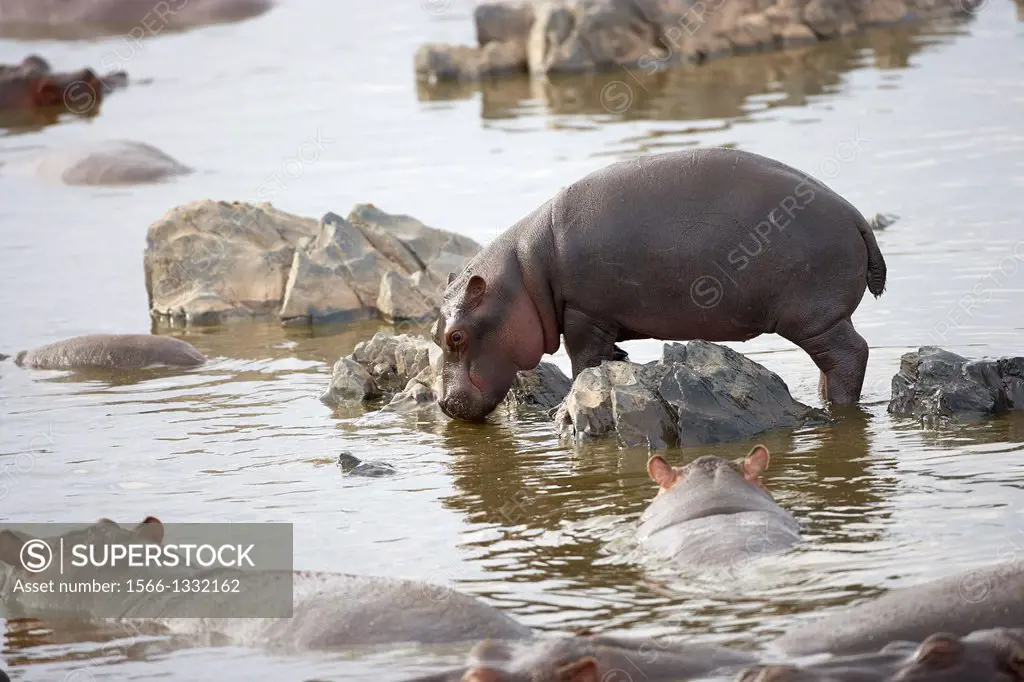 Litle hippopotamus. Hippopotamus amphibius.