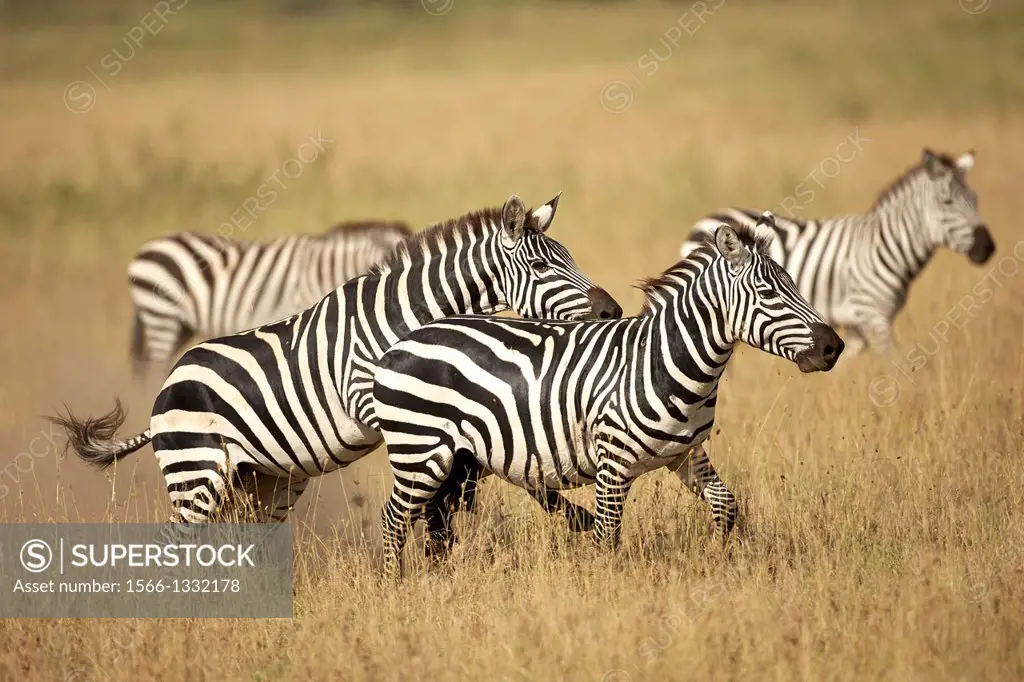 Great migration in Serengeti. The Grévy´s zebra goes at the head of the migration. Equus zebra.