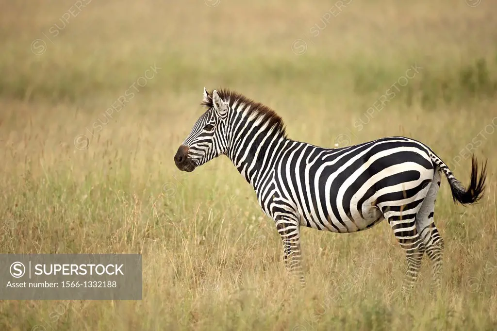 Great migration in Serengeti. Grévy´s zebra. Equus zebra.