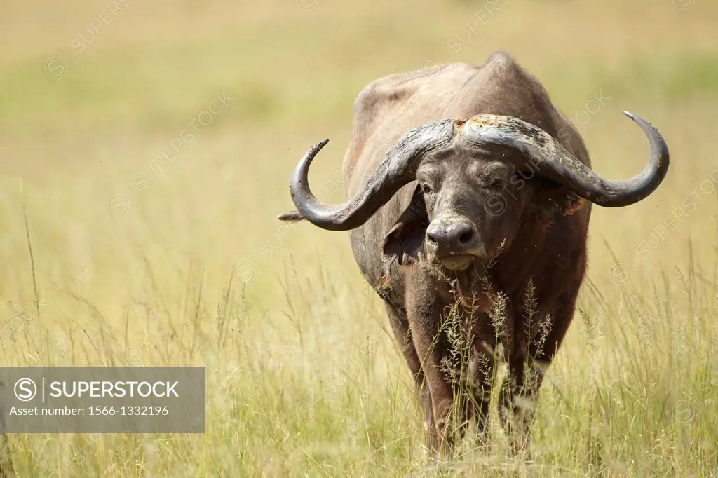 Cape buffalo. Syncerus caffer.