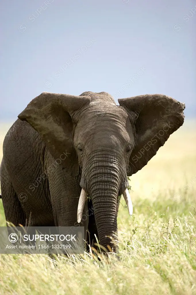 Elephant. African elephants Loxodonta africana.