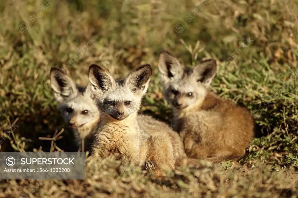 Three litle Bat-eared fox. Otocyon megalotis.