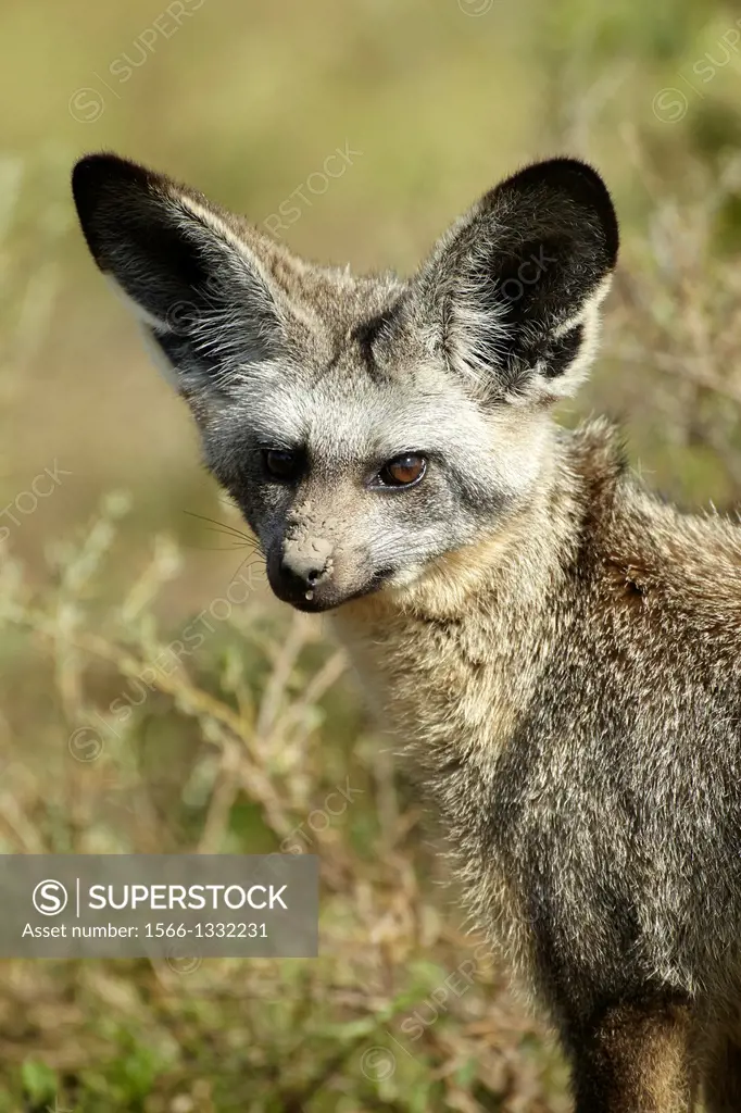 Bat-eared fox. Otocyon megalotis.