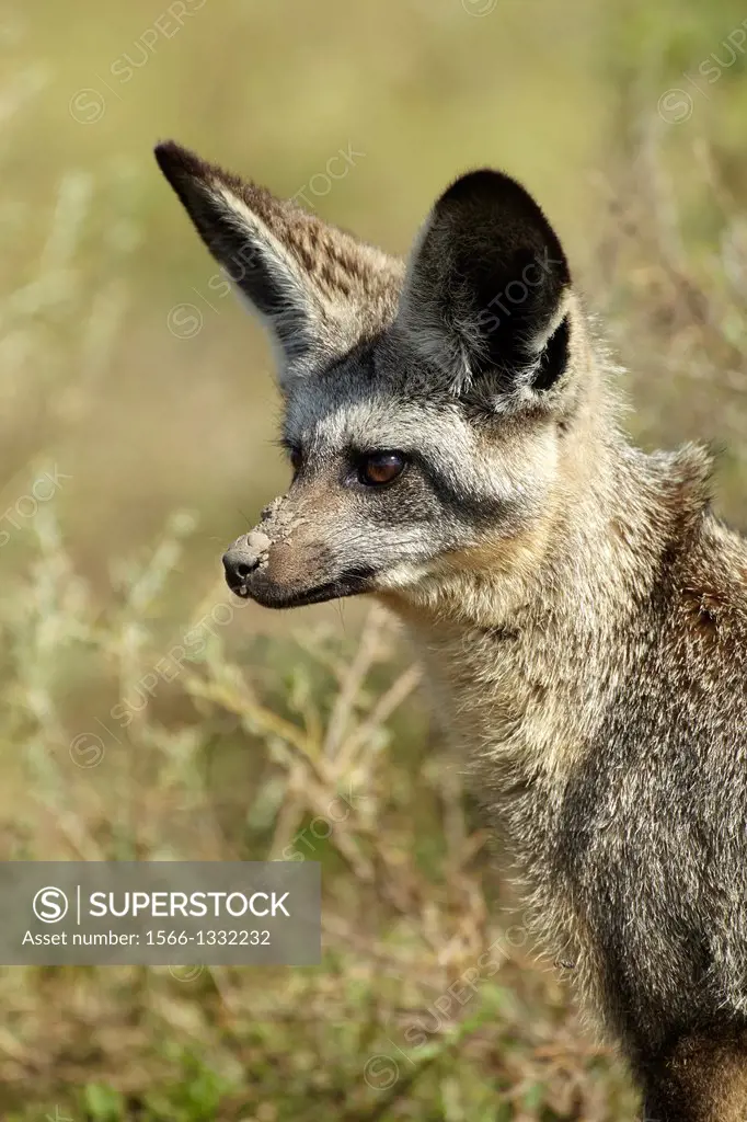 Bat-eared fox. Otocyon megalotis.