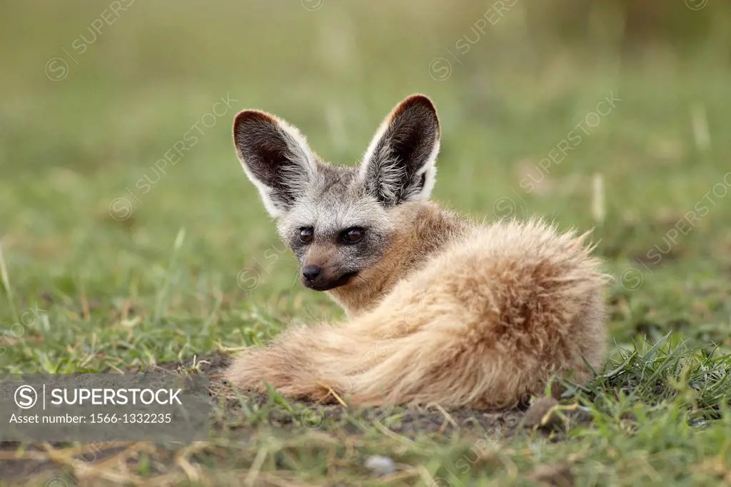 Bat-eared fox. Otocyon megalotis.