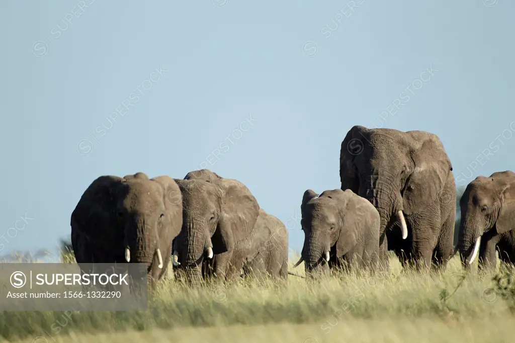 African elephants. Loxodonta africana. Tarangire, Tanzania.