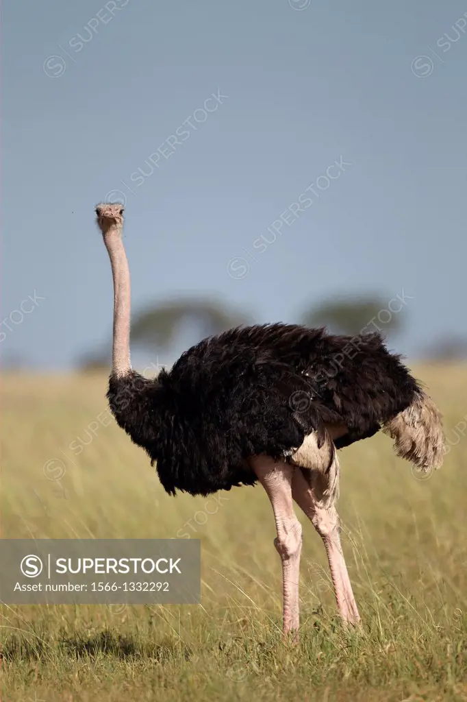 Ostrich. Struthio camelus. Tarangire National Park. Tanzania.
