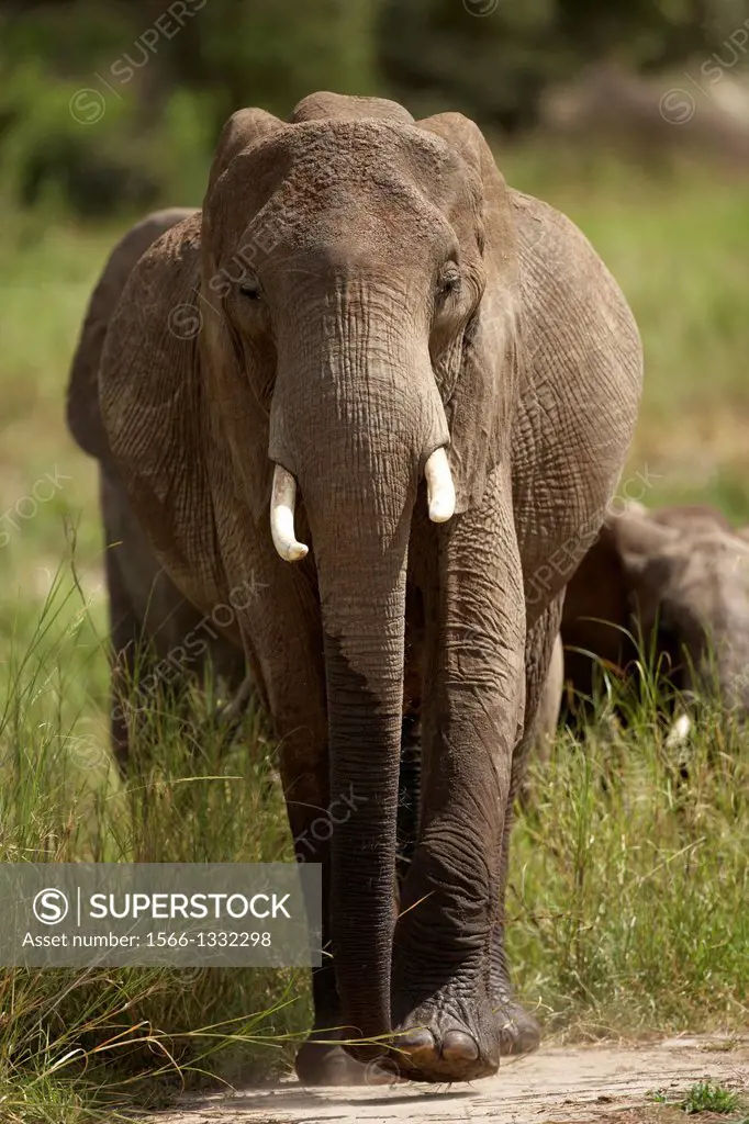 African elephant. Loxodonta africana. Tarangire, Tanzania.