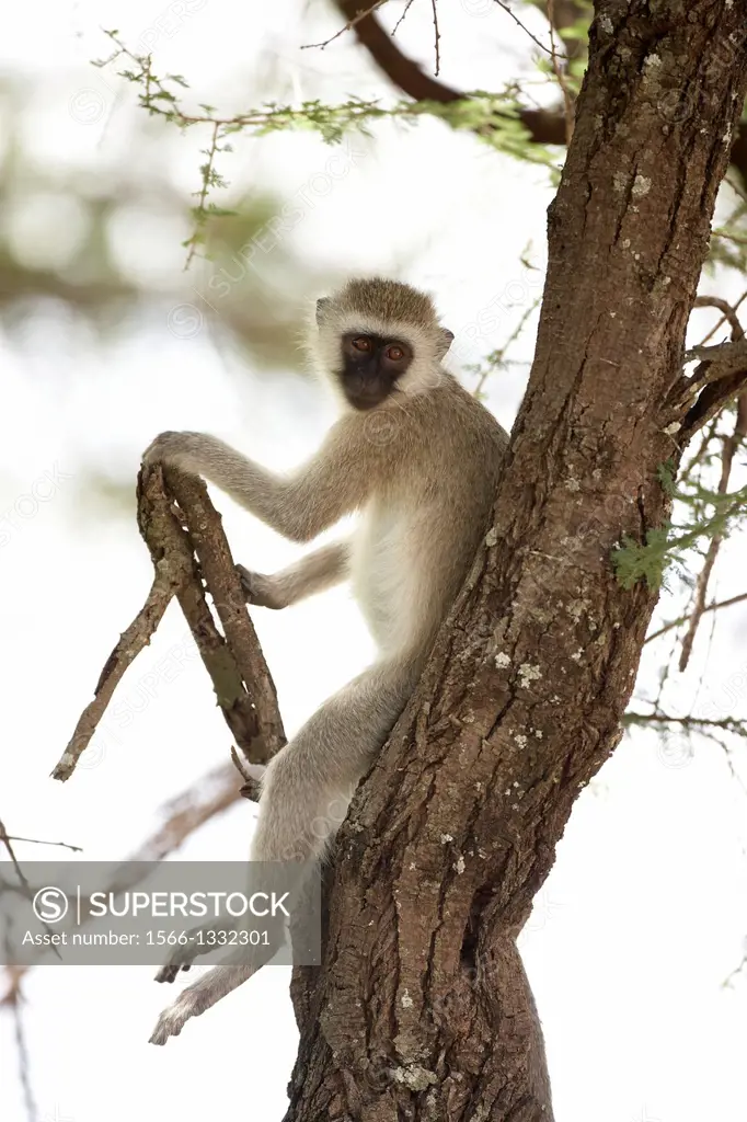 Vervet Monkey. Cercopithecus aethiops. Tarangire. Tanzania.