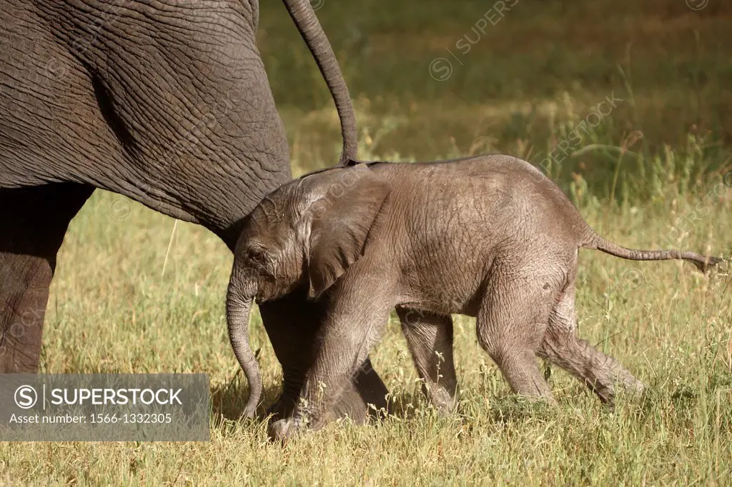 Baby african elephant. Loxodonta africana. Tarangire, Tanzania.