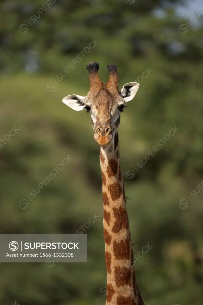 Giraffes. Giraffa camelopardalis. Tarangire National Park. Tanzania.