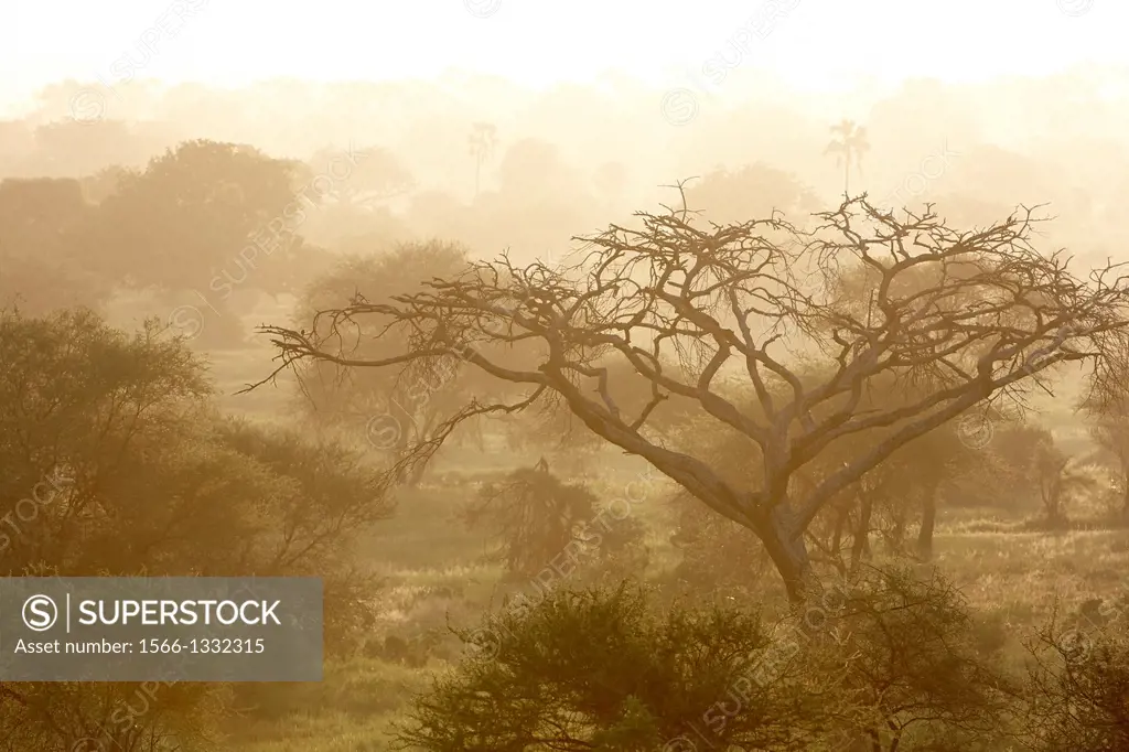 Acacia landscape. Tarangire. Tanzania.