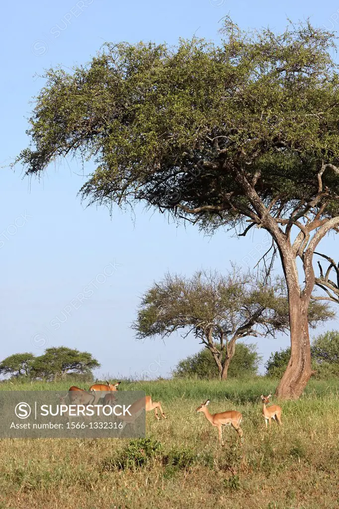 Group of impalas. Aepyceros melampus. Tarangire. Tanzania.