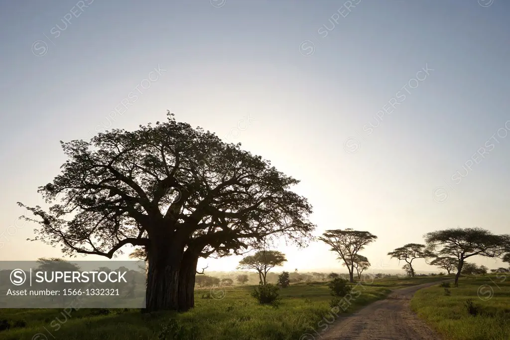 Baobab landscape. Adansonia digitata. Tarangire. Tanzania.