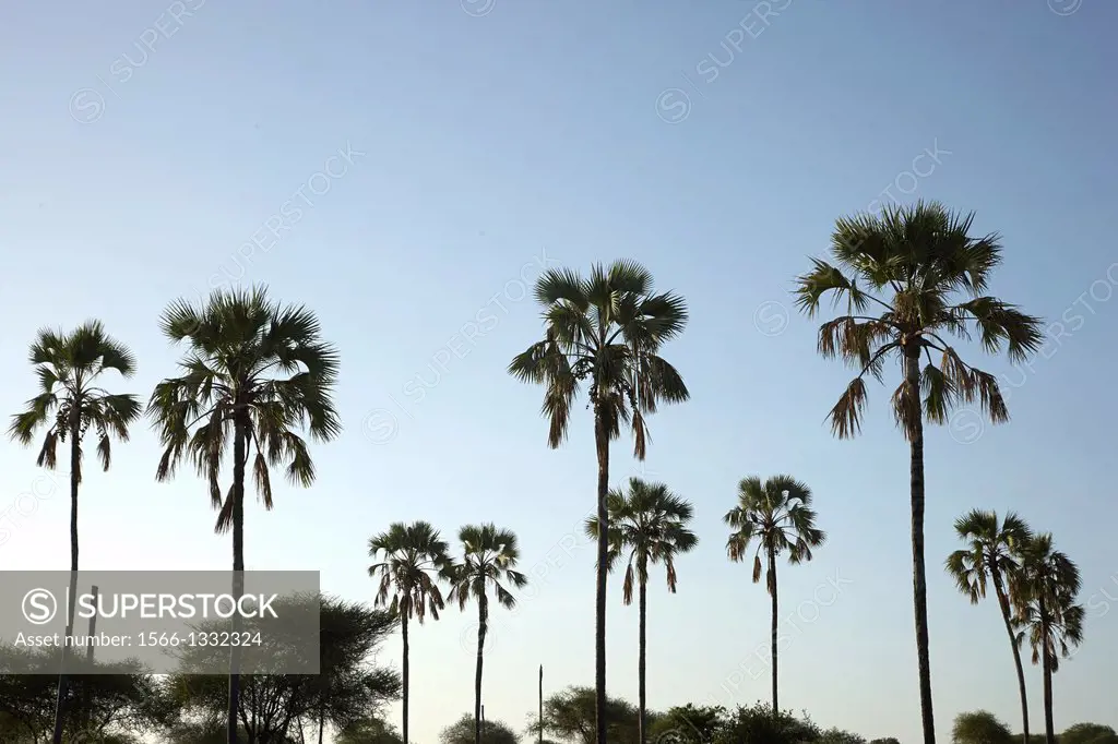 Palms landscape. Arecaceae. Tarangire. Tanzania.