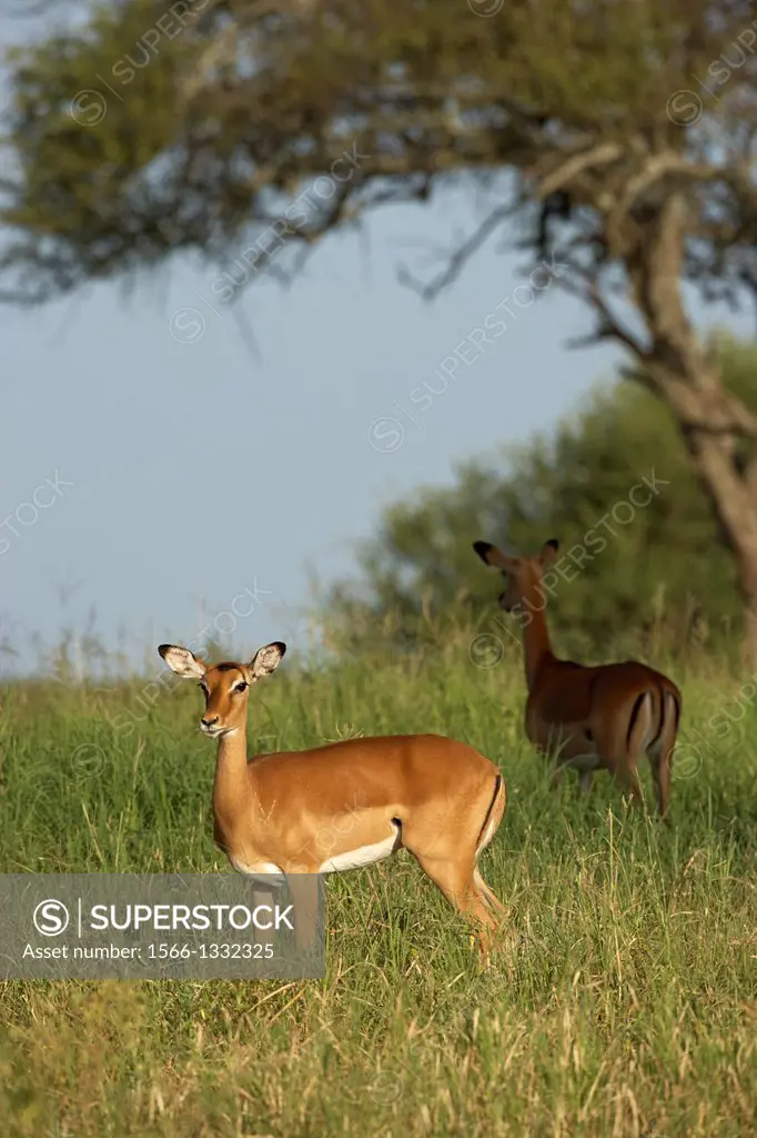 Impala. Aepyceros melampus. Tarangire. Tanzania.