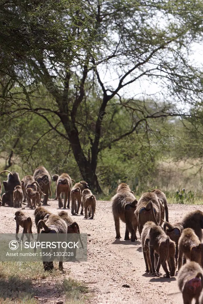 Baboon troop. Serengeti. Tanzania.