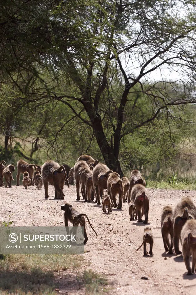 Baboon troop. Serengeti. Tanzania.
