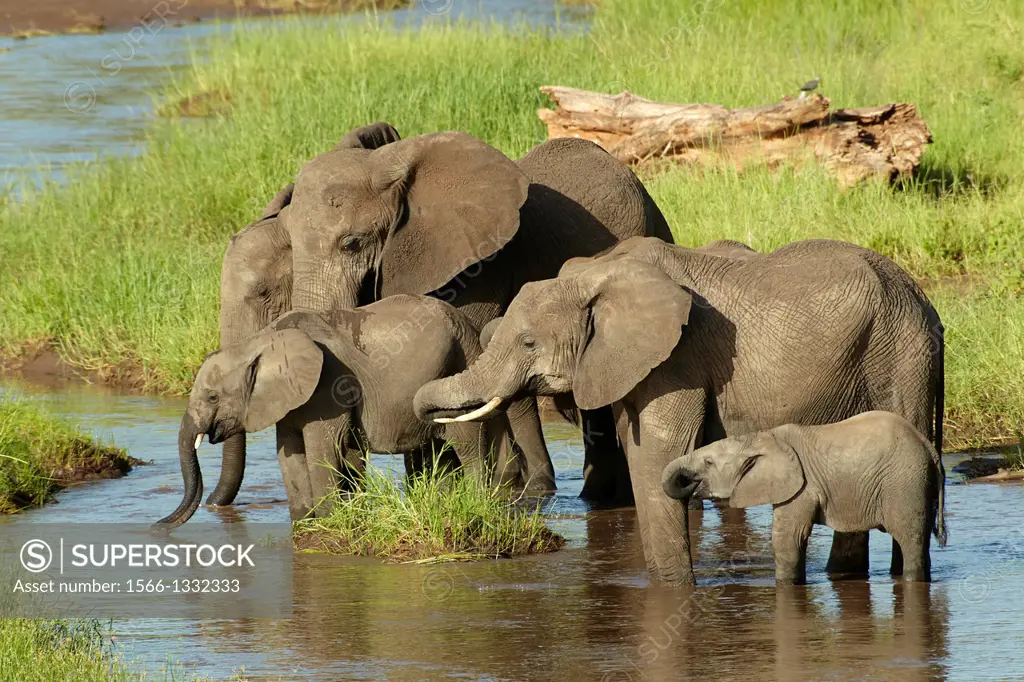 African elephants drinking water in the morning. Loxodonta africana. Tarangire, Tanzania.