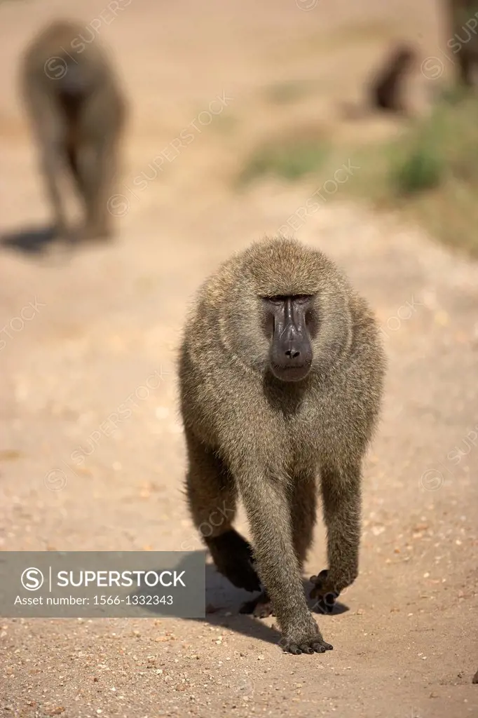 Big male Baboon. Serengeti. Tanzania.