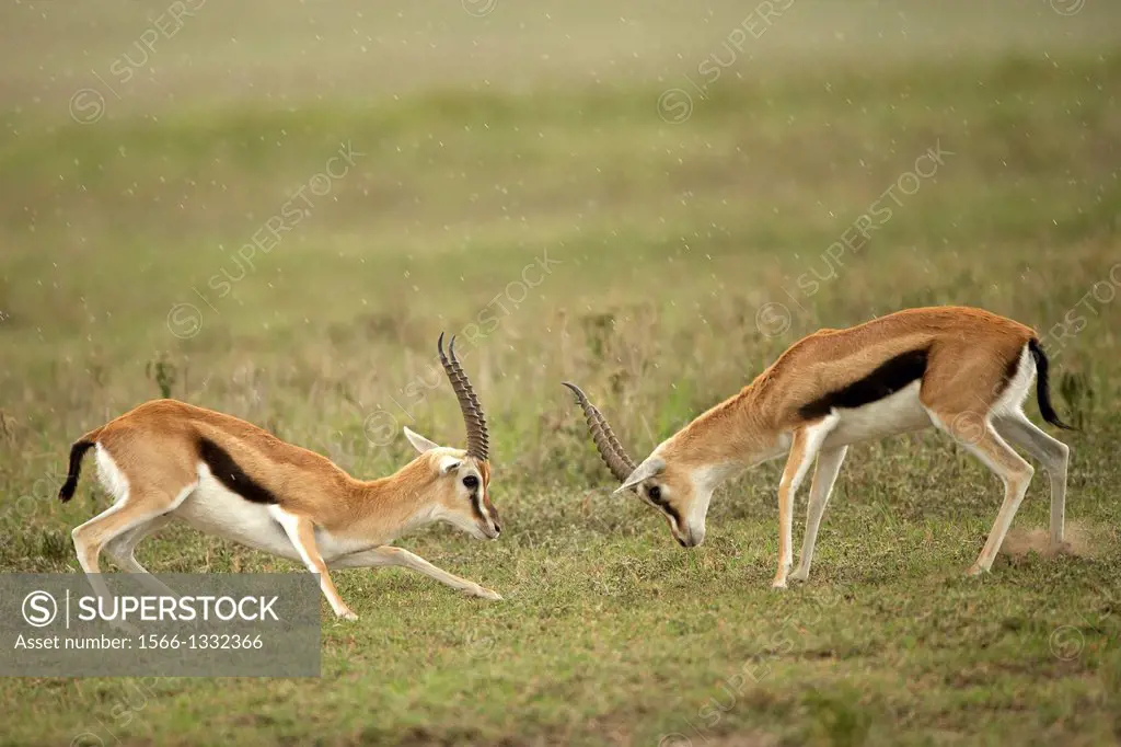 Thomson´s gazelles fighting. Eudorcas thomsonii. Ngorongoro. Tanzania.
